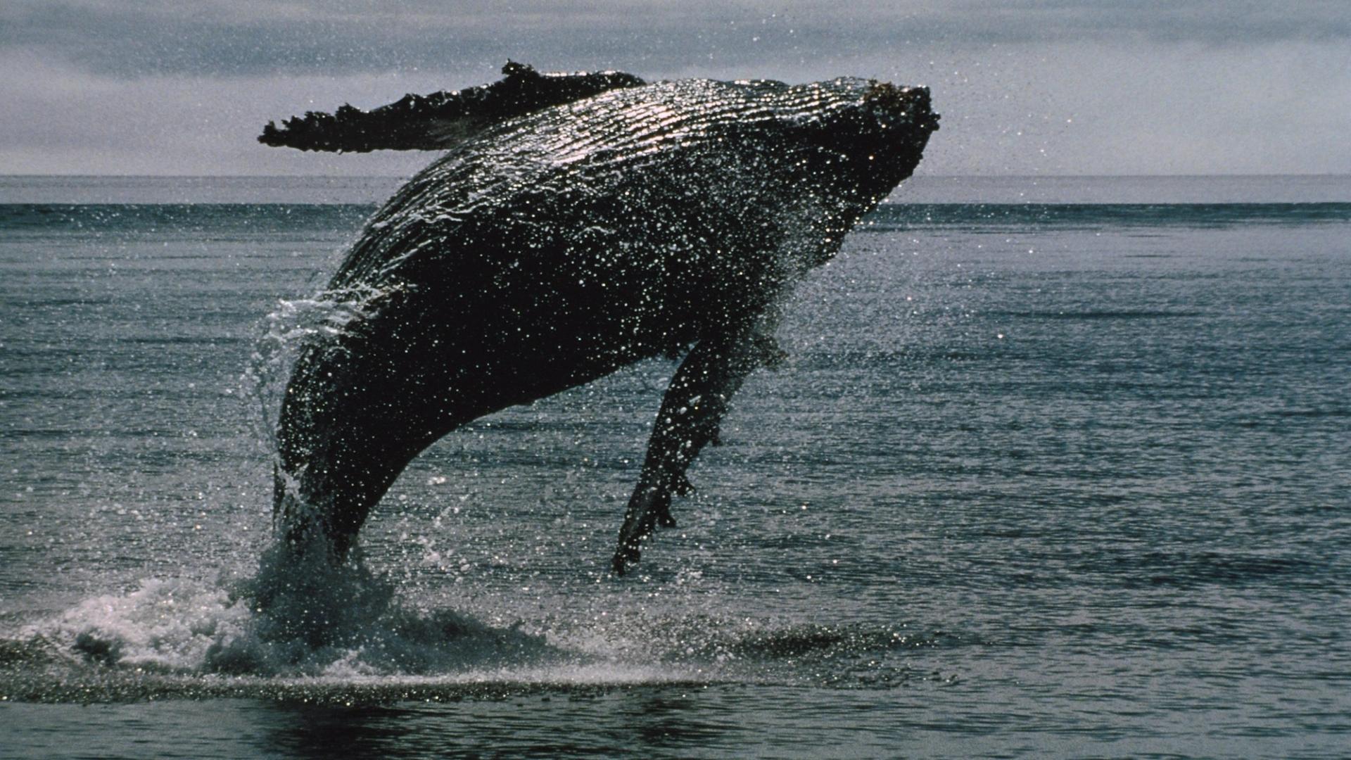 Illustration of a whale swimming among digital coins against a market chart backdrop